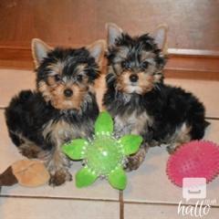 Hjbh Gorgeous And Cute Yorkshire Terrier Puppies
