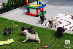Registered Pug Puppies Show Quality