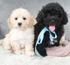 Poodle Toy Puppies