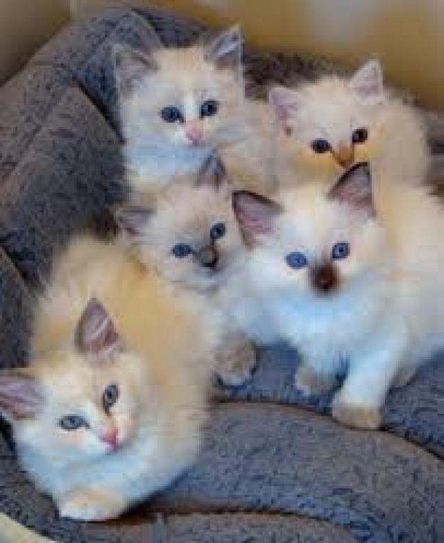 Ragdoll Kittens For Sale London Greater London Hallo
