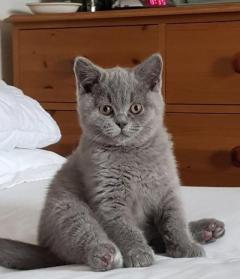 Give out my bottle baby british shorthair Kittens
