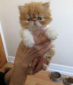 Beautiful Persian Kitten
