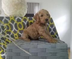 Charming Goldendoodle Puppies