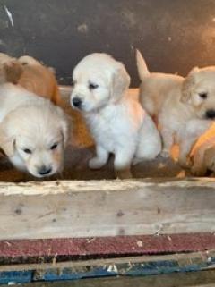 Purebred Gorgeous Golden Retriever Puppies