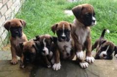 Kc Champion Sired Boxer Puppies For Sale