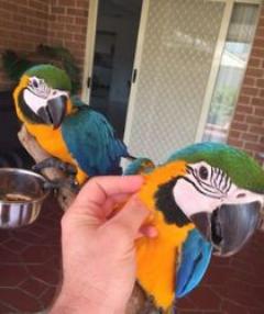 Male And Female Blue And Gold Macaw Parrots