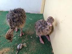Ostrich Chicks For Sale