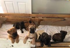 Gorgeous Friendly Pure breed Bullmastiff pups for sale