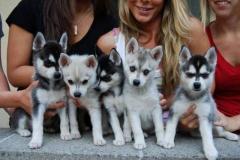 Pedigree Miniature Alaskan Klee Kai Puppies For Sale