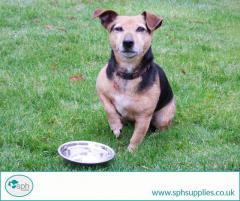 Buy the Best Food Bowls for Dogs Online SPH Supplies