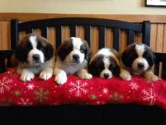 Adorable Saint Bernard Puppies For Sale