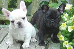 Energetic And Healthy French Bulldog Puppies Ava