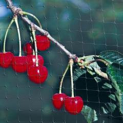 Buy Fruit Netting: Protect your plants today