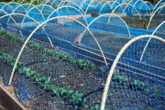Buy Affordable Garden Nettings in the UK at a 5 Discount