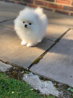Extremely Fluffy Pomeranian Boy