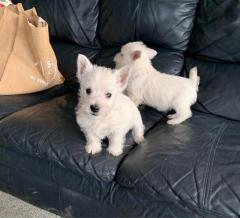 Beautiful Westie Puppies For Sale