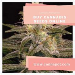 Buy cannabis seeds online from Cannapot and get assured
