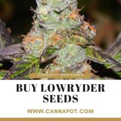 Buy lowryder seeds Avail top notch seeds for discreet