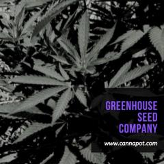 Consult the experts of Greenhouse Seed Company for best