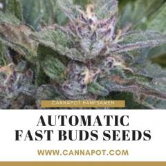 Automatic Fast Buds Seeds Quick to Harvest