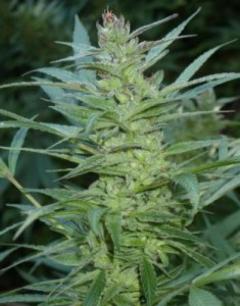 Buy Feminized Marijuana Seeds Online