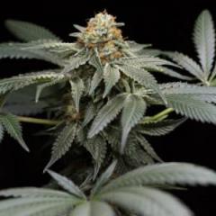 Buy Marijuana Seeds Online With Worldwide Delive