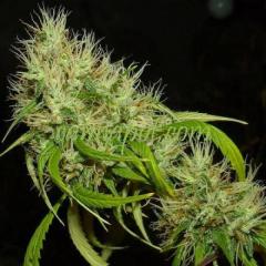 Only The Best & Latest Cannabis Seeds On Cannapo