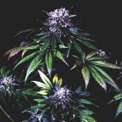 If You Are Looking For Cannabis Seeds Online Sho