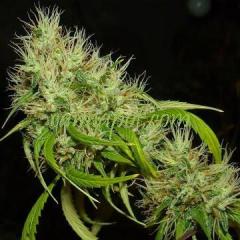 Fast Facts About Cheap Automatic Cannabis Seeds 