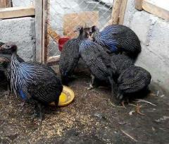 Vulturine Guinea Fowl ,Ostrich Chicks Available