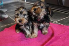 Gorgeous and adorable Teacup Yorkie Puppies