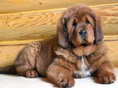 Tibetan Mastiff Pups For Pet Loving Home