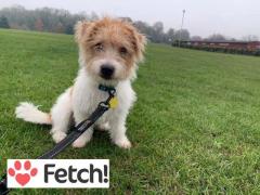 For Pet Sitting Services Contact HeiDors Fetch