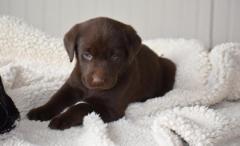 Chocholate Labrador Retriever.