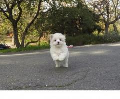 Maltese Puppies ...whatsapp me at 0237668117874
