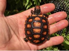 Brazilian Cherryhead-Hatchling
