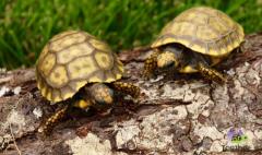 Adult male Redfoot tortoise (Breeder)