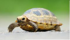 Elongated tortoise hatchling