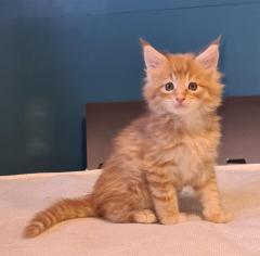 Pure Maine Coon Kittens