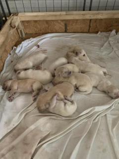 Beautiful Golden Retriever Puppies