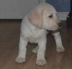 Potty trained Labrador Retriever Puppies