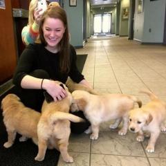 Purebred Golden Retriever puppies