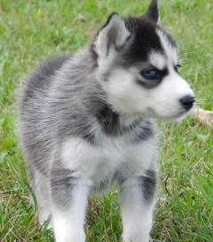 Siberian Husky Puppies .Whatsapp Me At 447418348