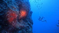 Jubilee Shoals Boat Dives In Cyprus | Pissouri B