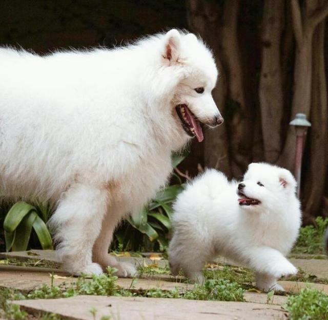 Well Potty Trained Samoyed Puppies for Rehome. 3 Image