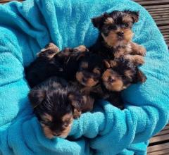 Adorable Teacup Yorkie Puppies 447440524997