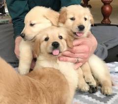 Gorgeous Golden Retriever Puppies 447440524997