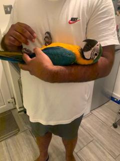 Baby Hand Reared Blue And Gold Macaw
