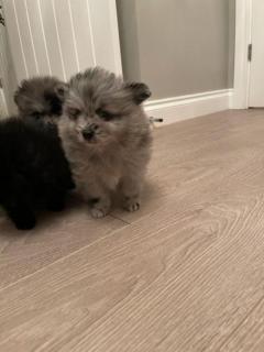 3 Lovely Pomeranian Puppies For Sale
