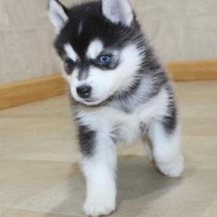 Pomosky Puppies For Sale